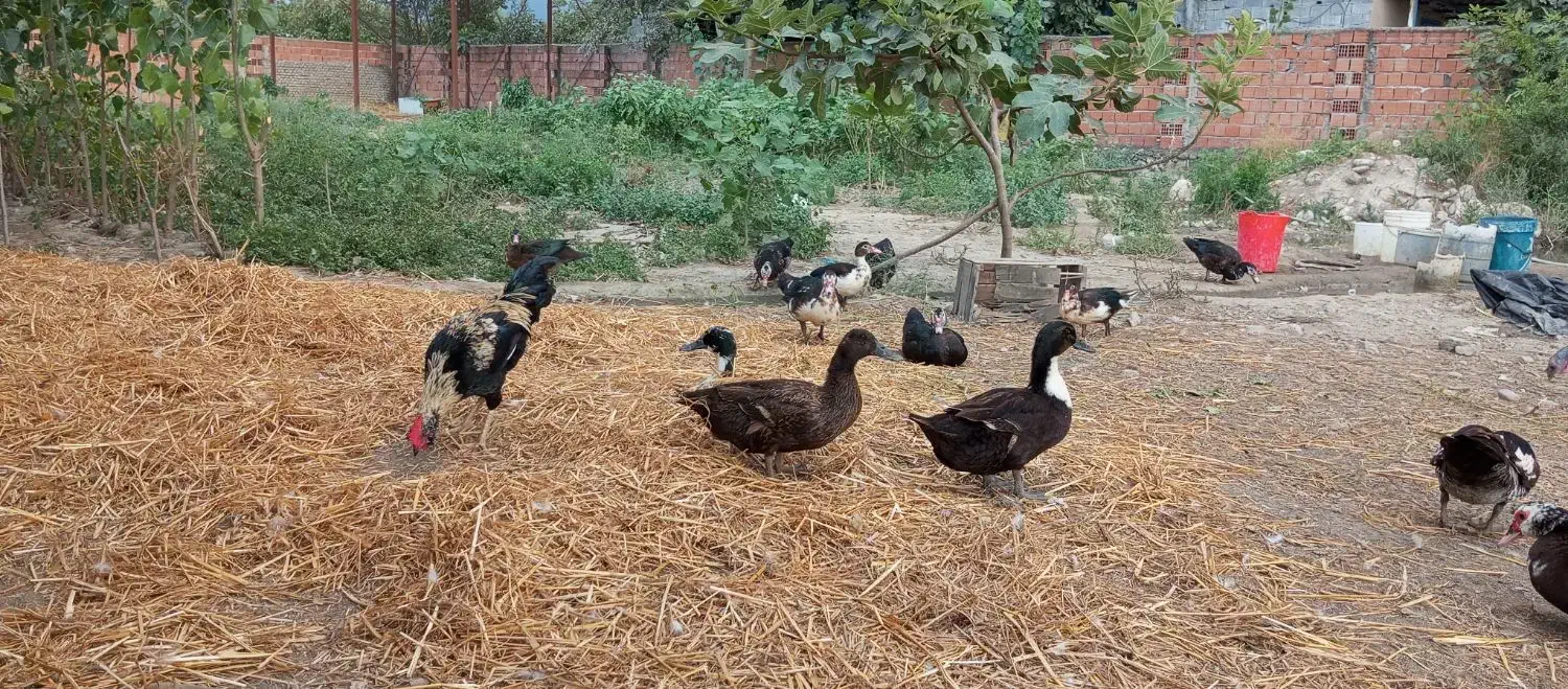 اردک پروازی ۲۳ عدد ۵،۵۰۰|حیوانات مزرعه|گلوگاه, |دیوار