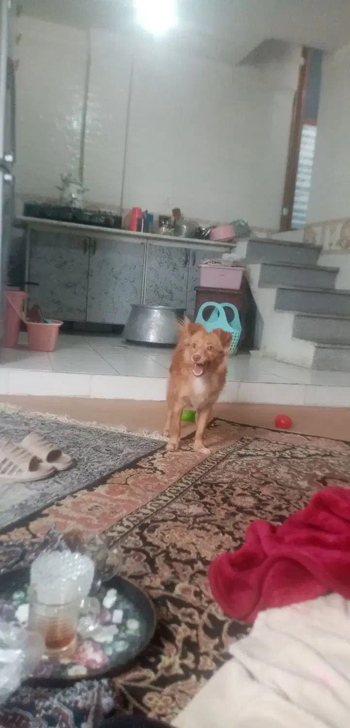 واگذاری سگ پاکوتاه|سگ|گرگان, |دیوار