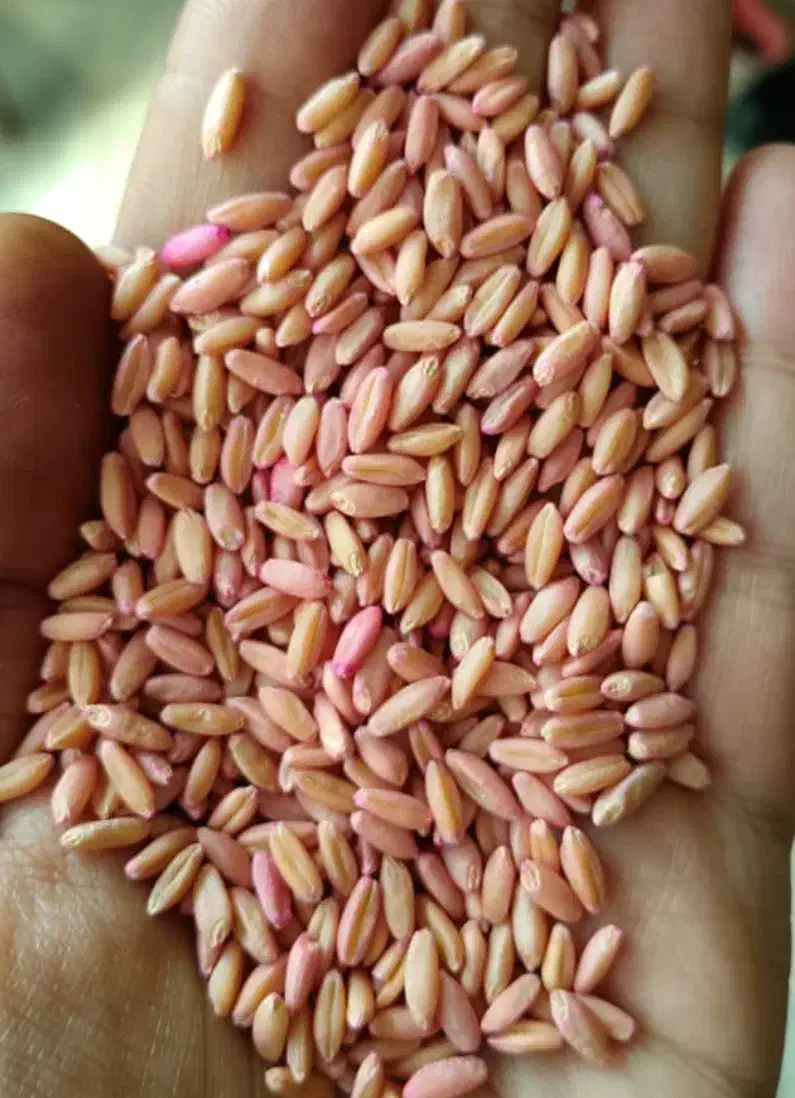 گندم بوجاری شده اعلا|عمده‌فروشی|الیگودرز, |دیوار