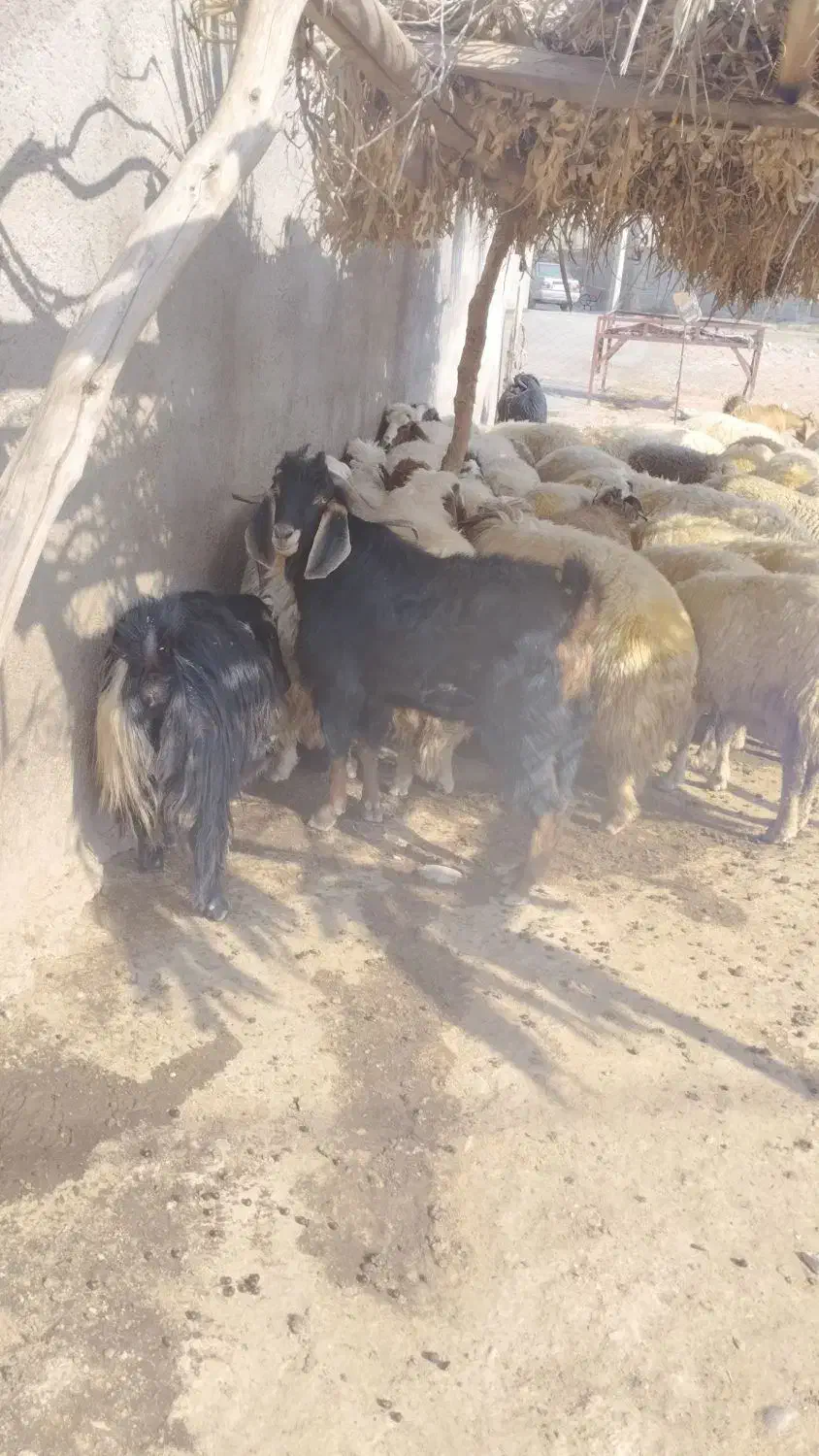 بز نر|حیوانات مزرعه|دره شهر, |دیوار