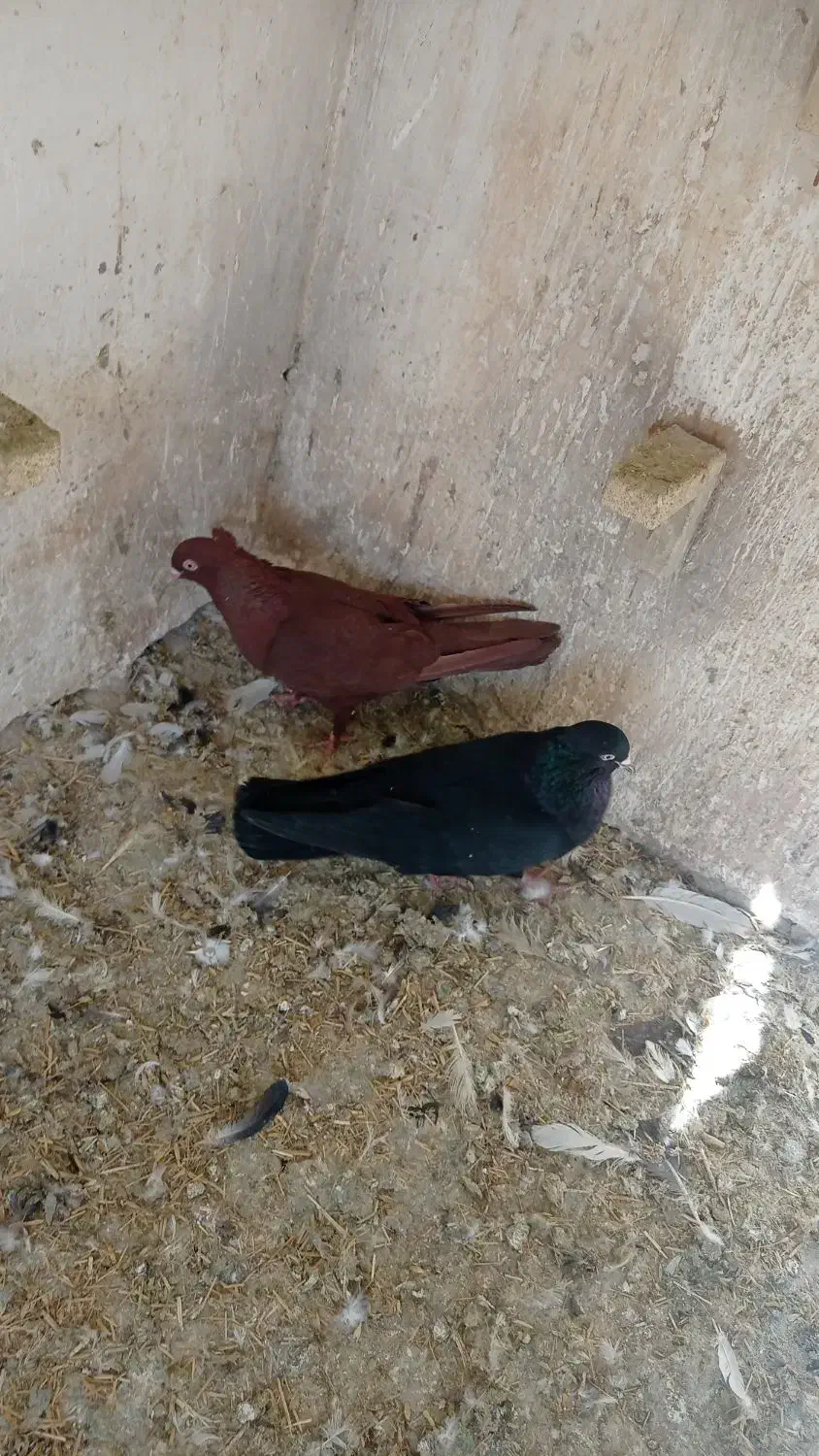 کبوتر|پرنده|فسا, |دیوار