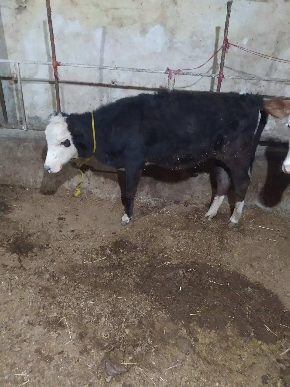 فروش گوساله ماده|حیوانات مزرعه|محمدبار, |دیوار