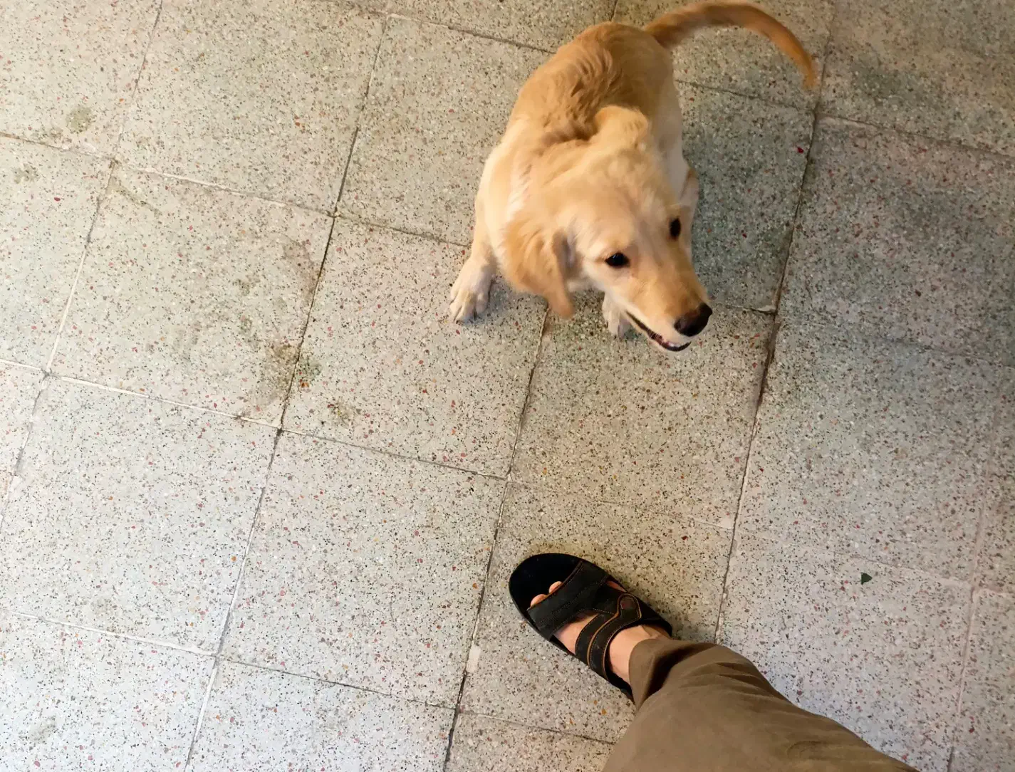 نژاد گلدن رتریور اسکاتلندی|سگ|شوشتر, |دیوار