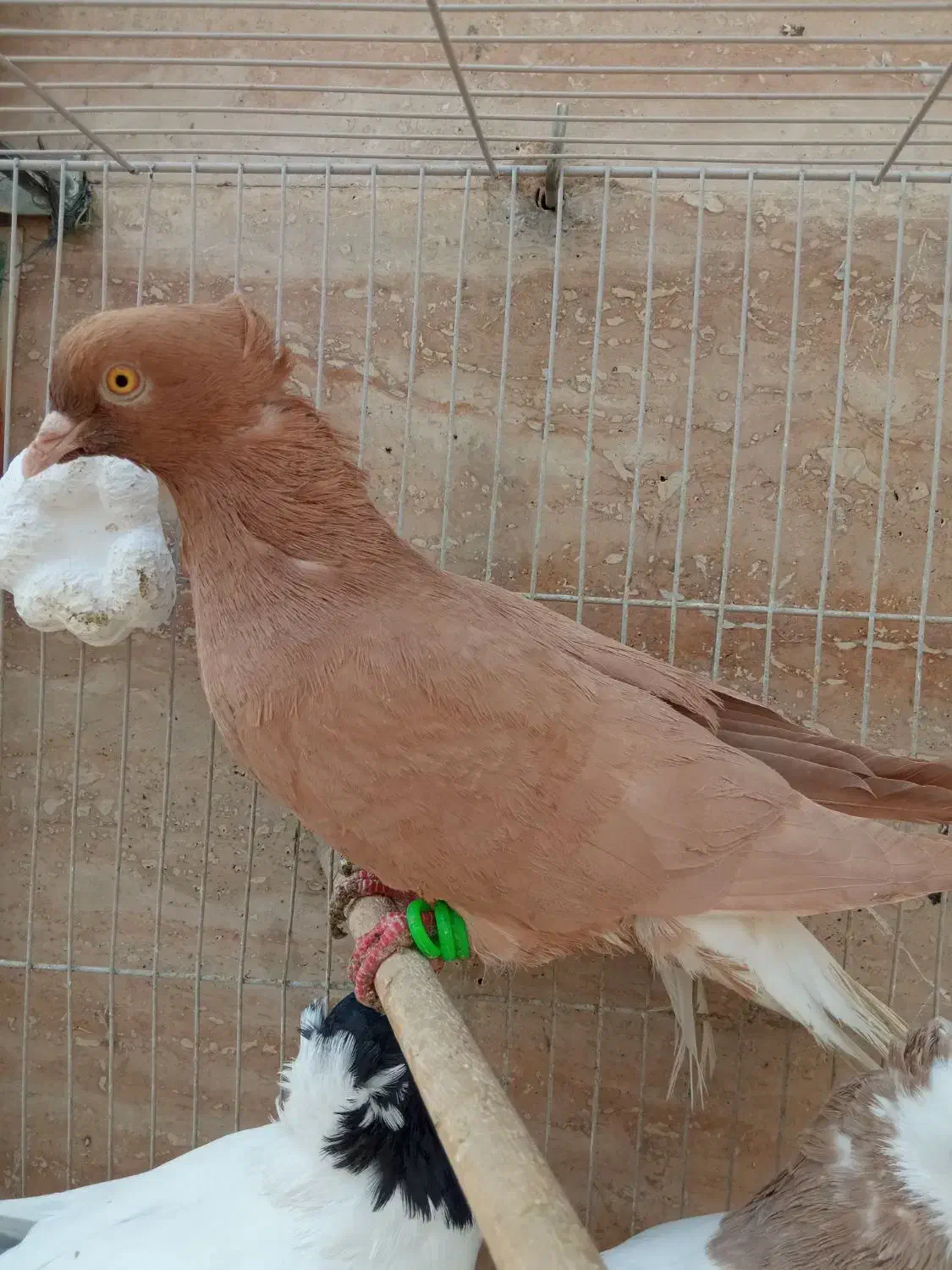 زرد دم ‌سفید .طوقی کارتنی|پرنده|مشهد, عبادی|دیوار