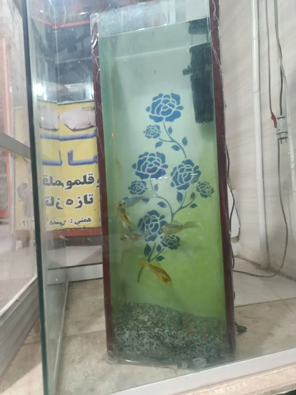 ماهی آب سرد|ماهی|زرند, |دیوار