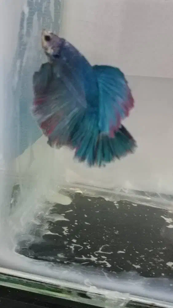 ماهی فایتر .آکواریوم .گیاه .ارتمیا|ماهی|آبادان, |دیوار