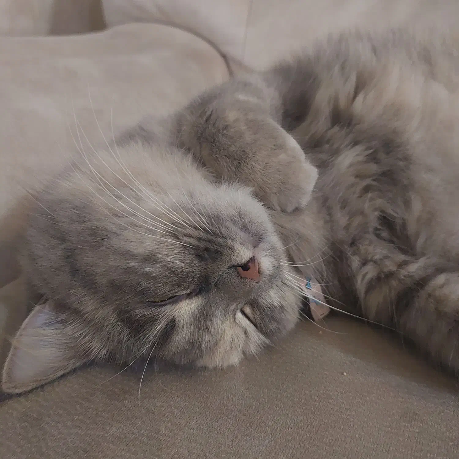 گربه ماده|گربه|رشت, گلزاران|دیوار