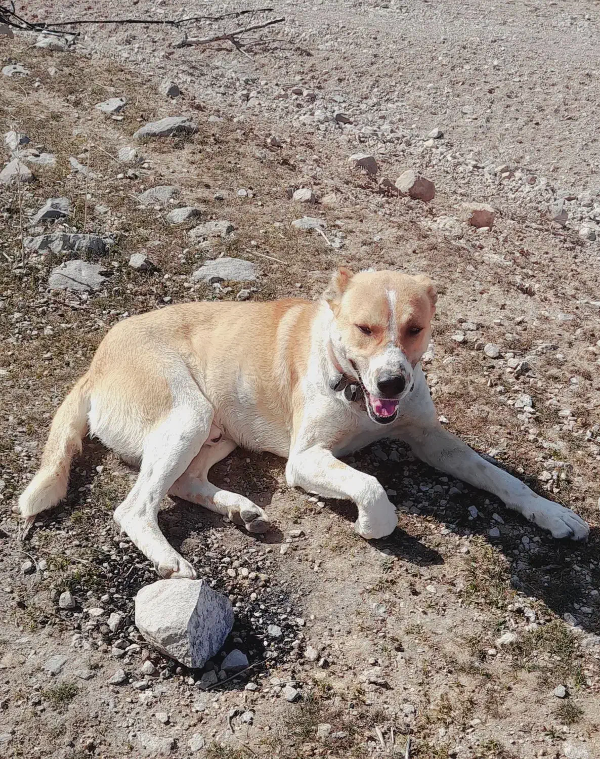 سگ گمشده|حیوانات|شیروان (خراسان), |دیوار