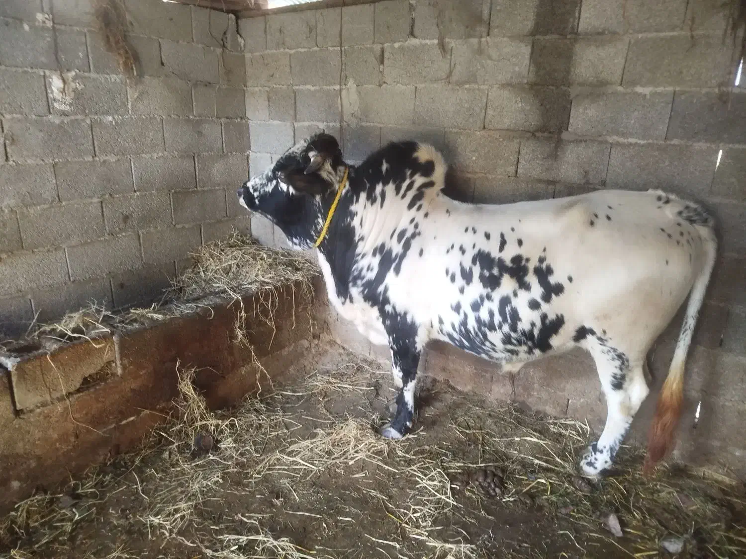 گوساله|حیوانات مزرعه|ماکلوان, |دیوار