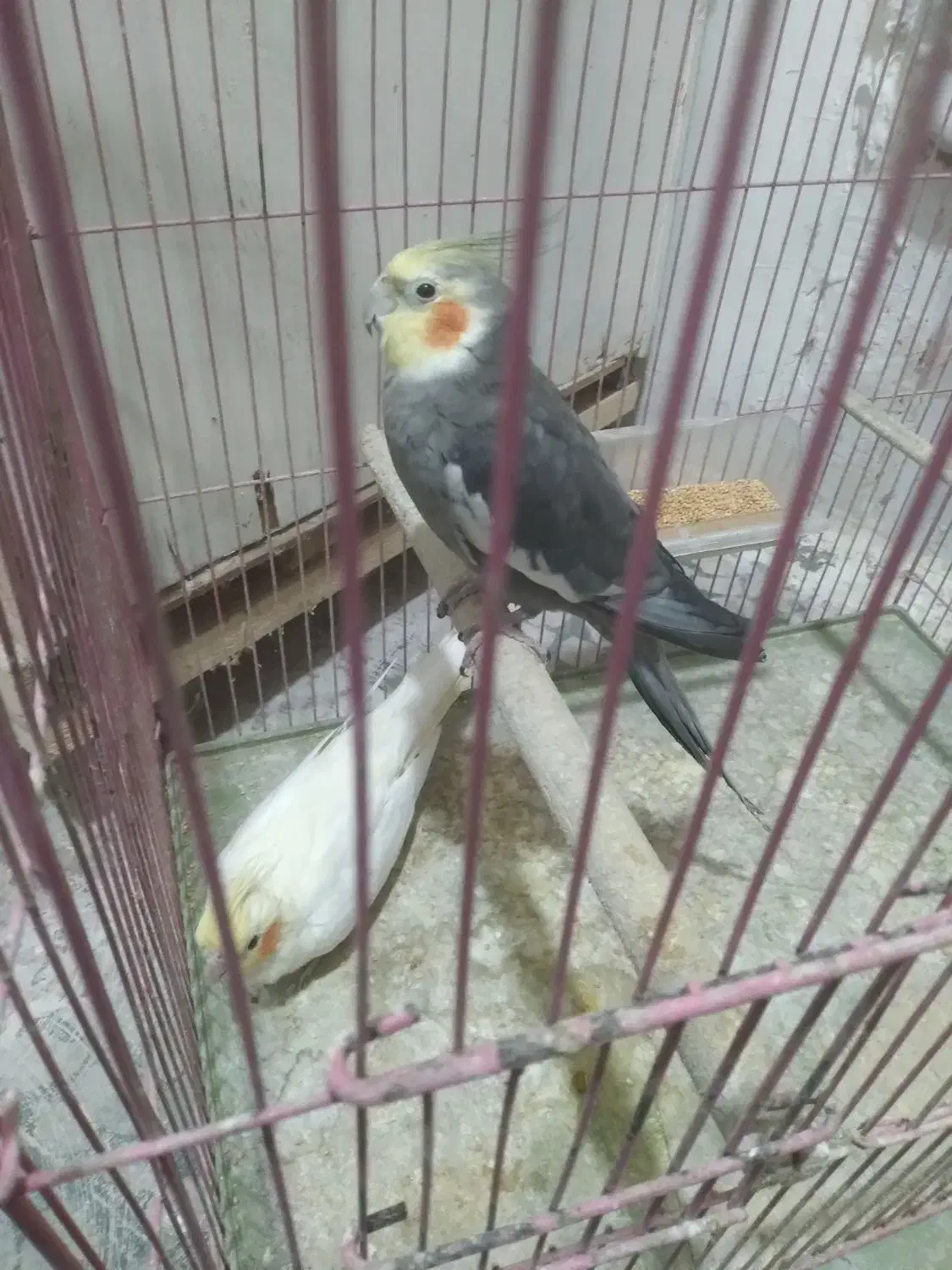 ۲جفت  عروس هلندی  مولد|پرنده|رشت, سلیمانداراب|دیوار