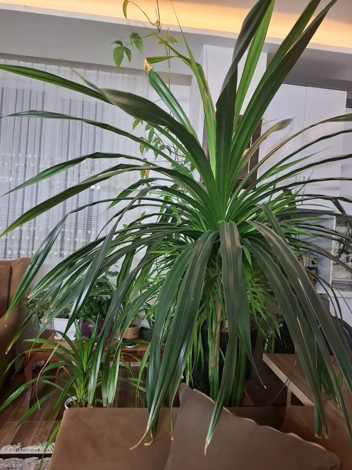 گل پاندانوس|گل و گیاه طبیعی|نیشابور, بنیاد شهید|دیوار