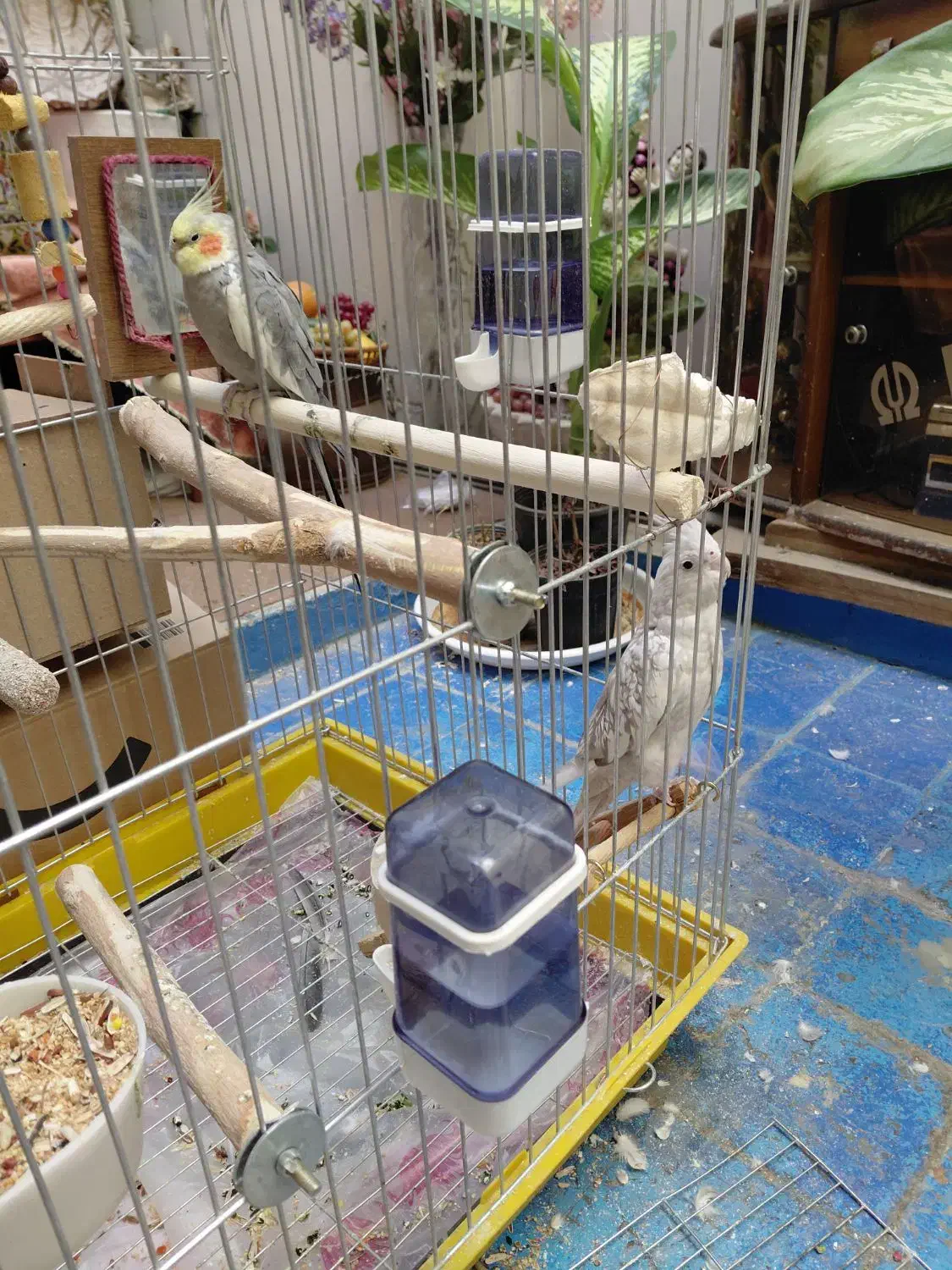 عروس هلندی نر ماده+قفس نو+با لوازم کامل ۲ میلیون|پرنده|ری, دیلمان|دیوار