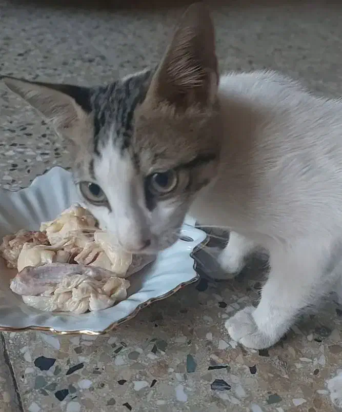 گربه گمشده|گربه|اهواز, شهرک اکباتان|دیوار