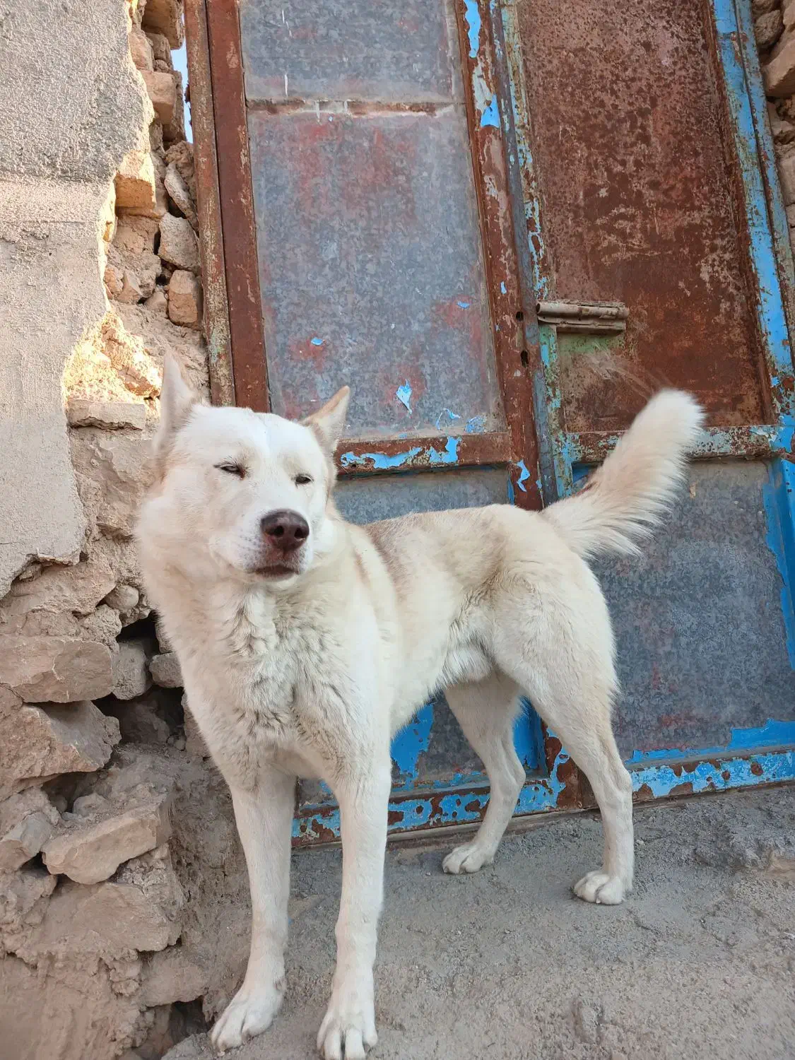 سگ هاسکی|سگ|بجنورد, |دیوار