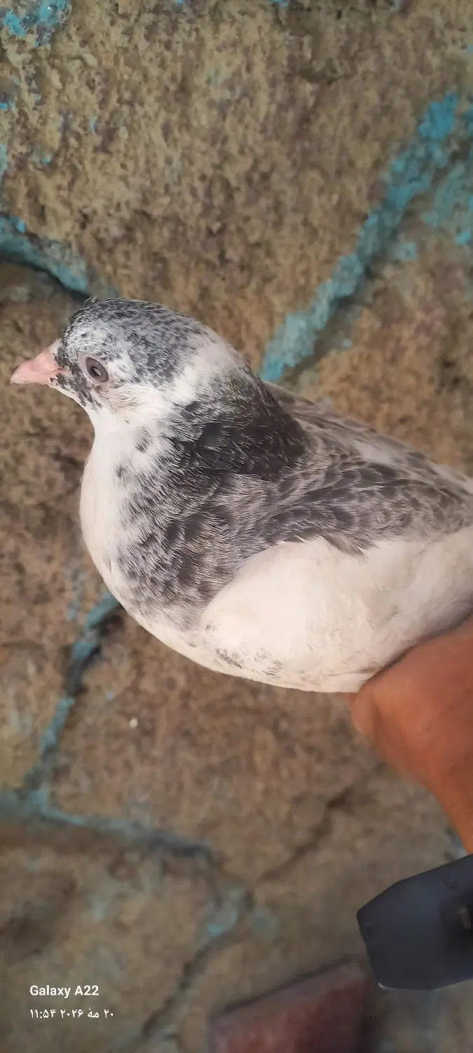 کبوتر|پرنده|زاهدان, |دیوار