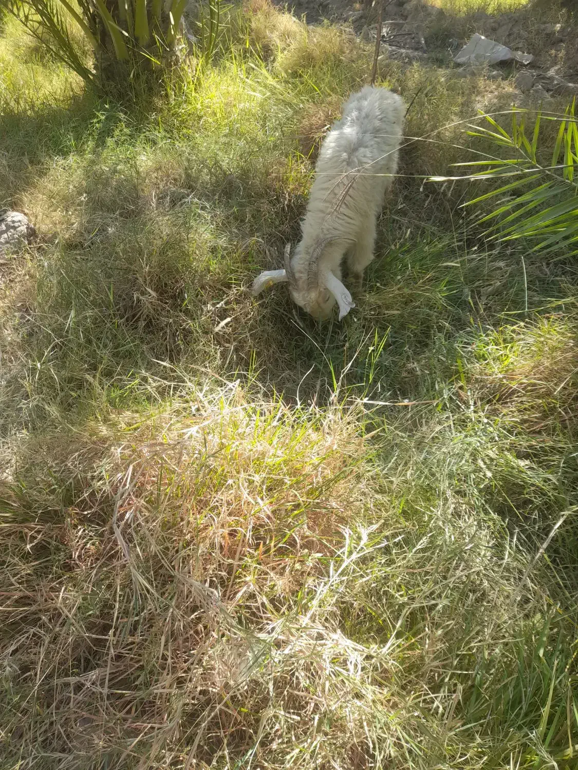 بز با کهره ۵ملیونو ۵۰۰|حیوانات مزرعه|جیرفت, |دیوار