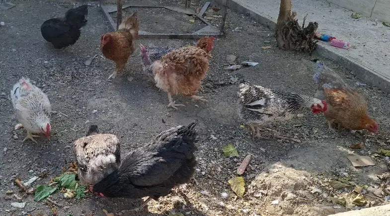 مرغ و خروس|حیوانات مزرعه|گلپایگان, |دیوار