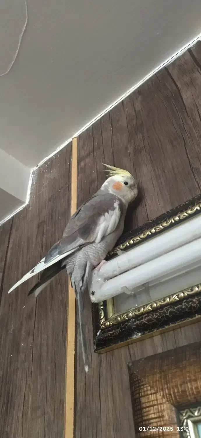 عروس هلندی نر هشت ماهه|پرنده|اصفهان, شهرک کوثر|دیوار