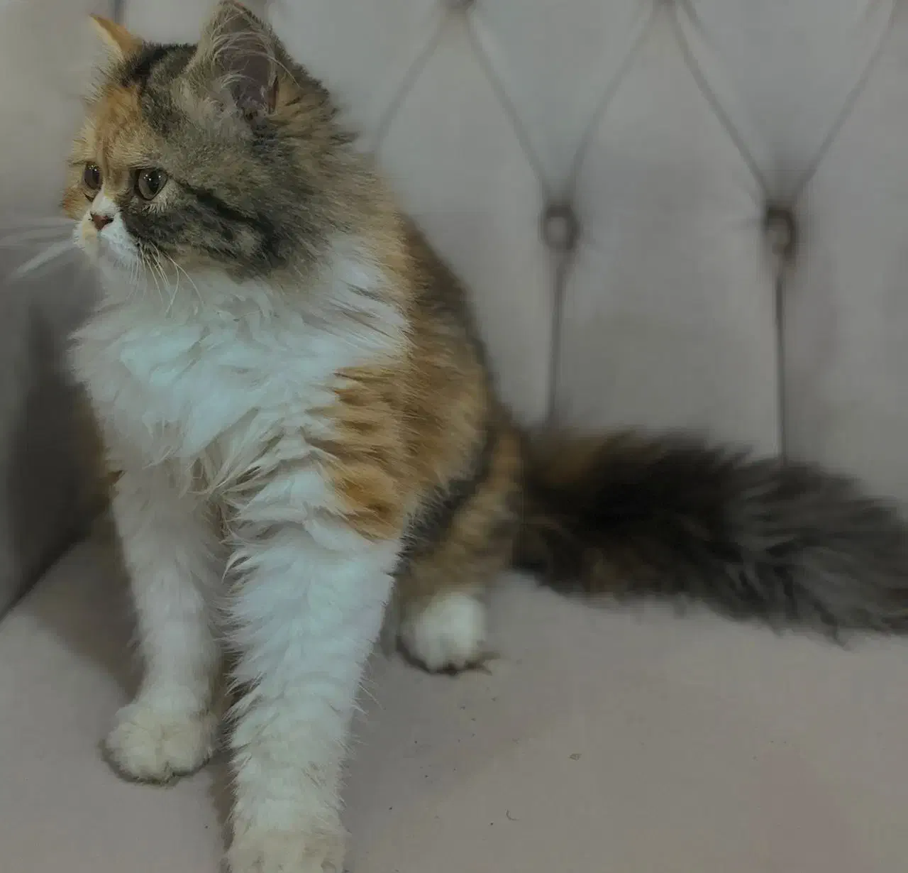 گربه|گربه|آبادان, |دیوار