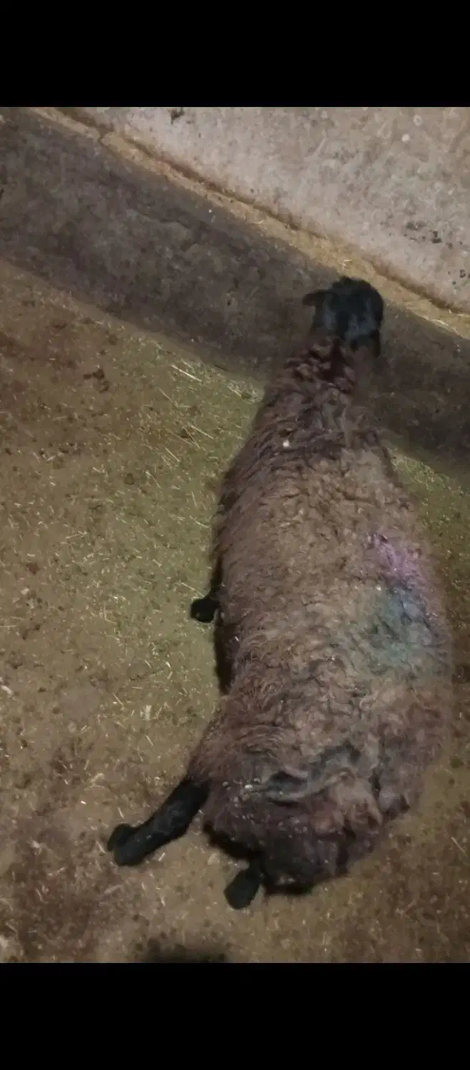 یک عدد بره نر چاق  مناسب برای قربانی و عروسی و|حیوانات مزرعه|خواجه, |دیوار