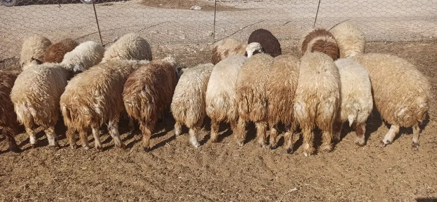 بره|حیوانات مزرعه|رومشکان, |دیوار