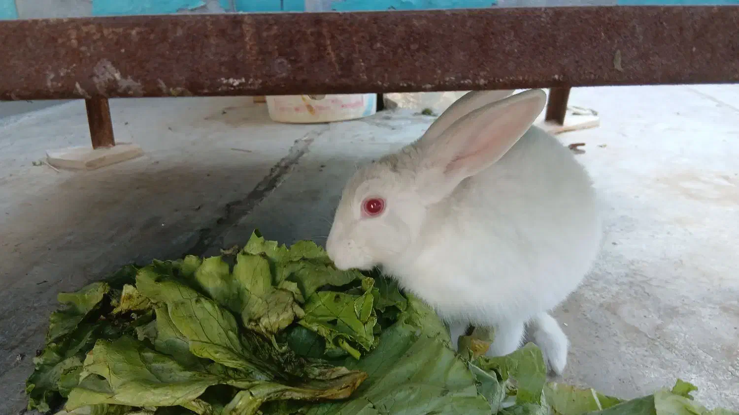 خرگوش سفید چشم تیله ای|موش و خرگوش|شاهین‌شهر, برخوار غرب|دیوار