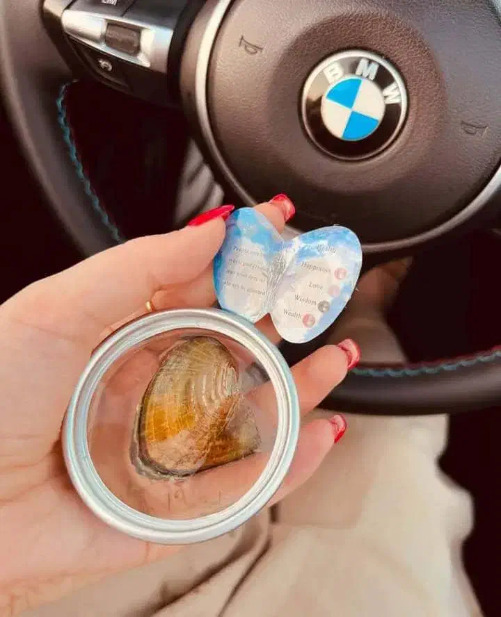 کادو روز زن، مادر، صدف پرورشی|جواهرات|سمنان, |دیوار