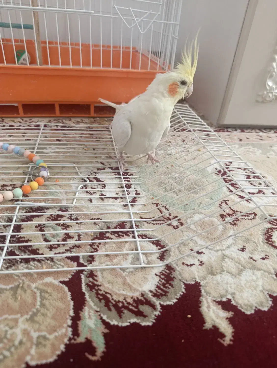 عروس هلندی لوتینو|پرنده|نجفآباد, شهرک بهاران|دیوار