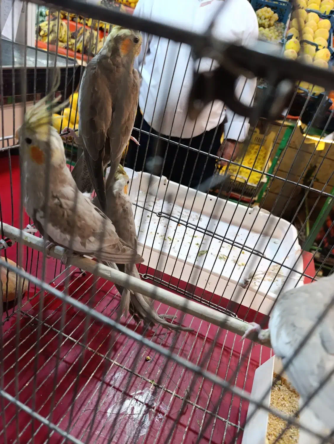 جوجه عروس هلندی ۵ماهه|پرنده|تربتحیدریه, طالقانی|دیوار