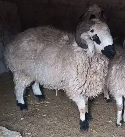 قوچ محلی|حیوانات مزرعه|یزدان شهر, |دیوار