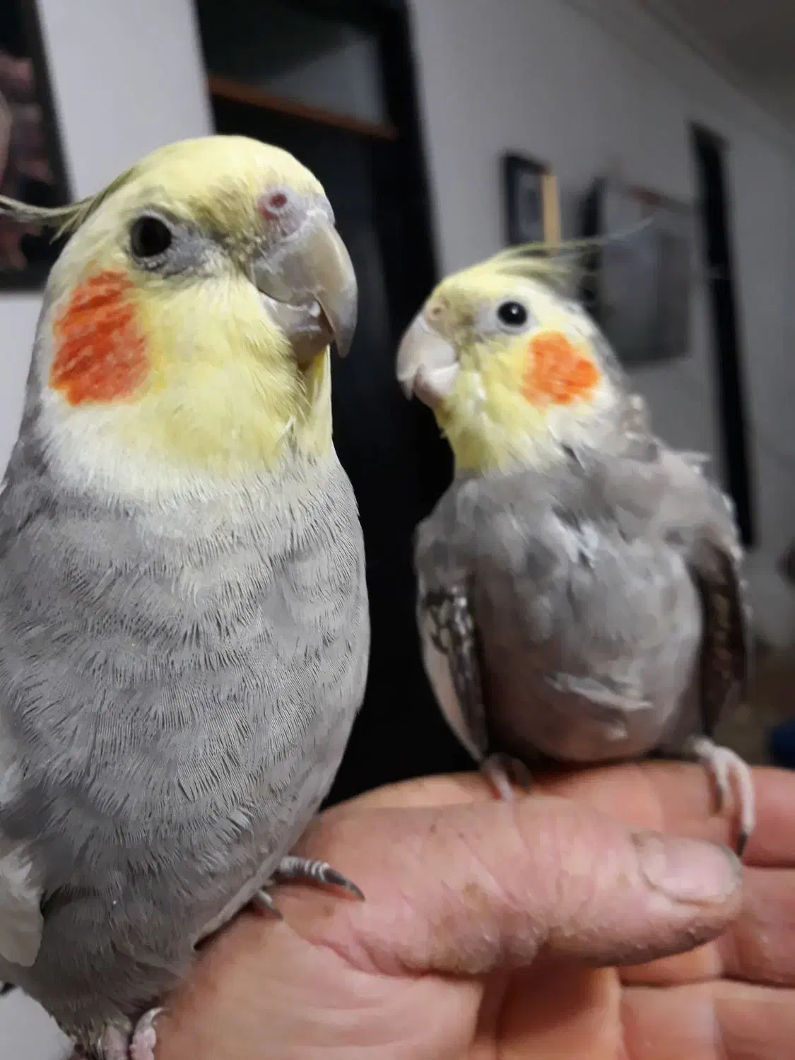 سلام عروس هلندی هردونر معاوضه باقناری نر|پرنده|رشت, پاره بیجار|دیوار