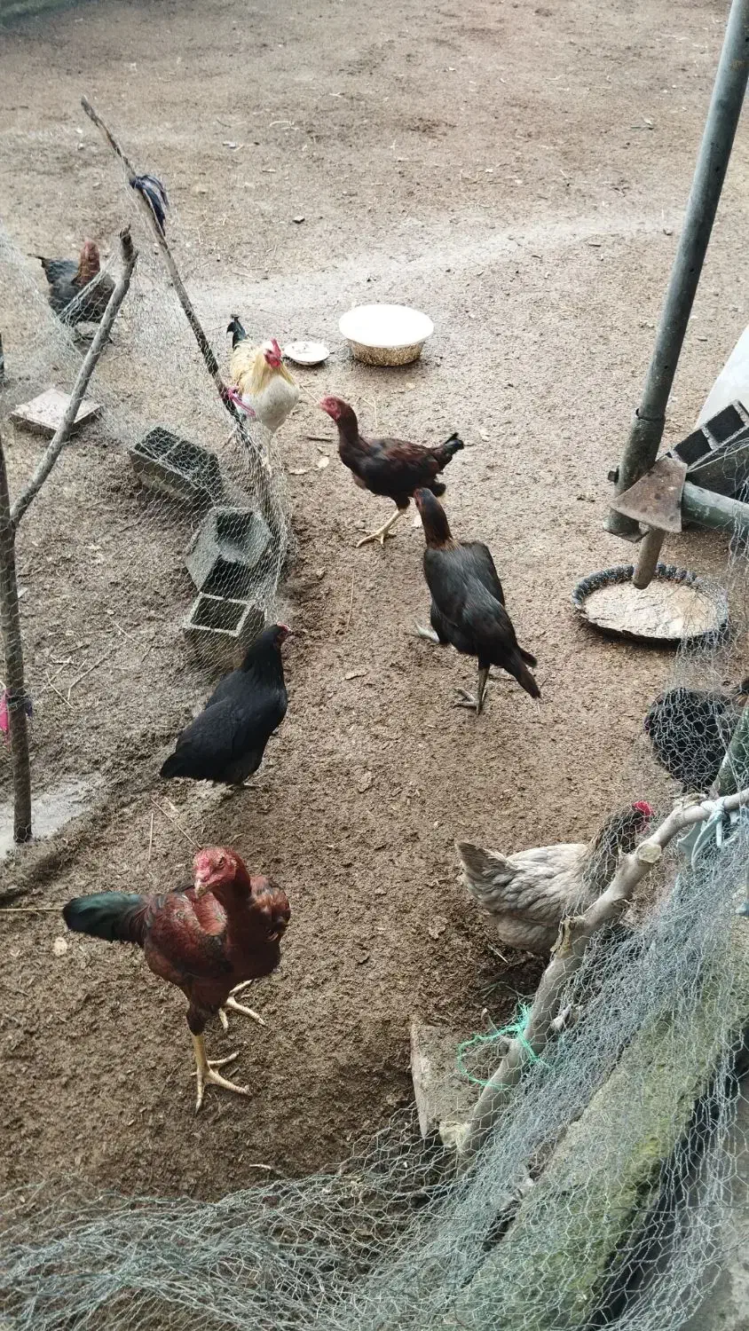 خروس و مرغ لاری ۸ ماهه|حیوانات مزرعه|سرخرود, |دیوار