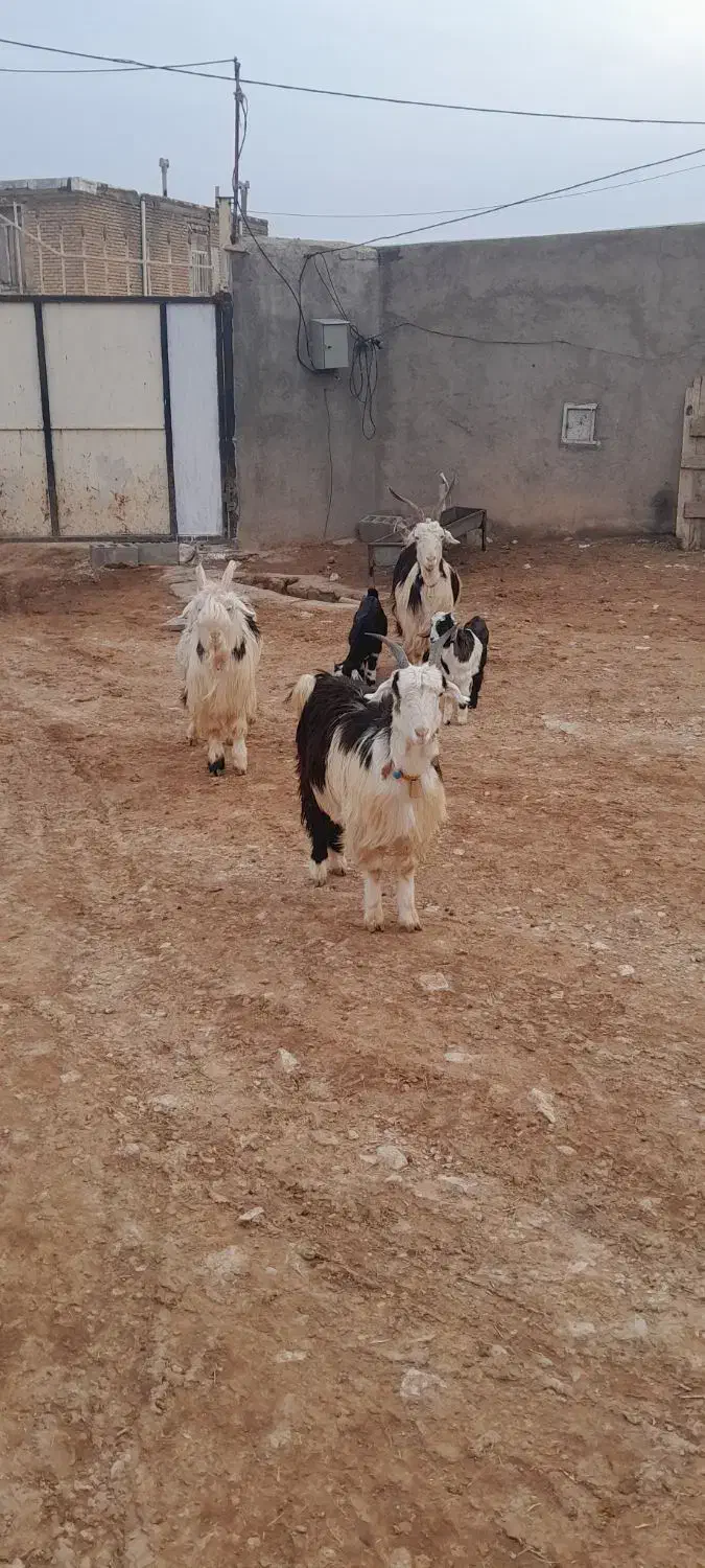 بز بختیاری|حیوانات مزرعه|کرمانشاه, |دیوار