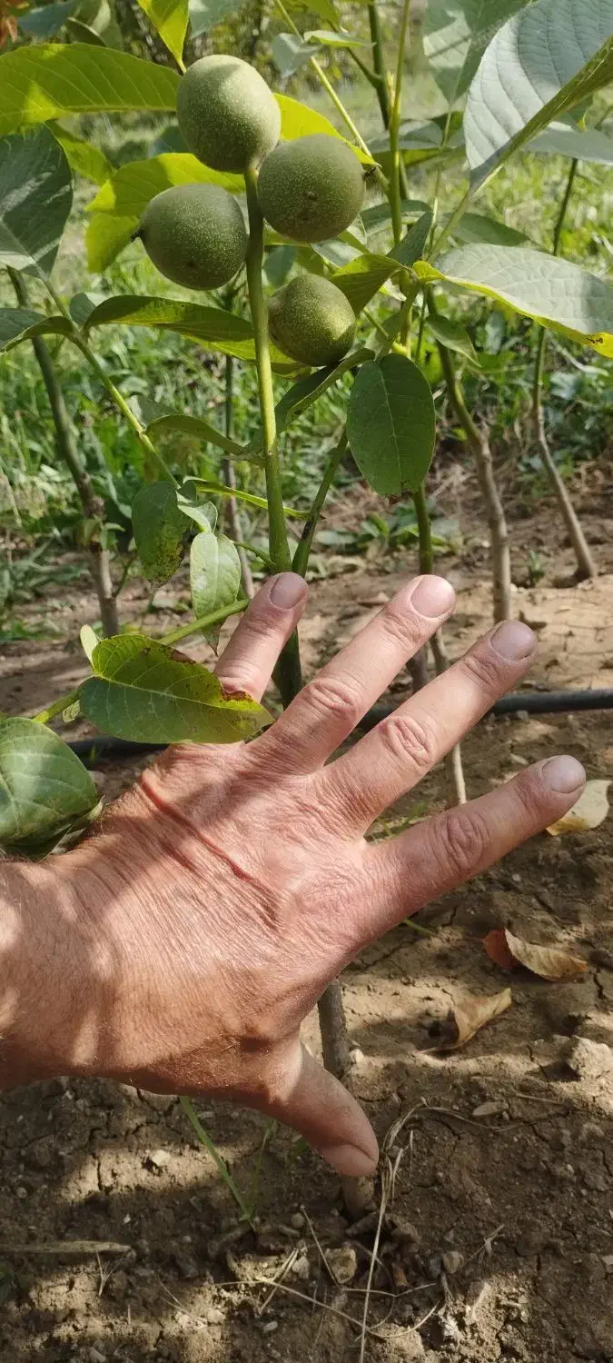 نهال گردو خوشه ای|خدمات باغبانی و درختکاری|هوراند, |دیوار