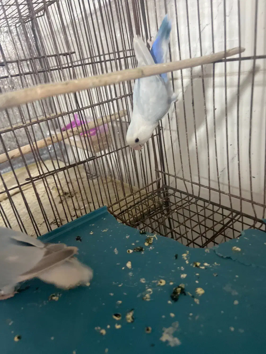 طوطی برزیلی|پرنده|بندرعباس, |دیوار