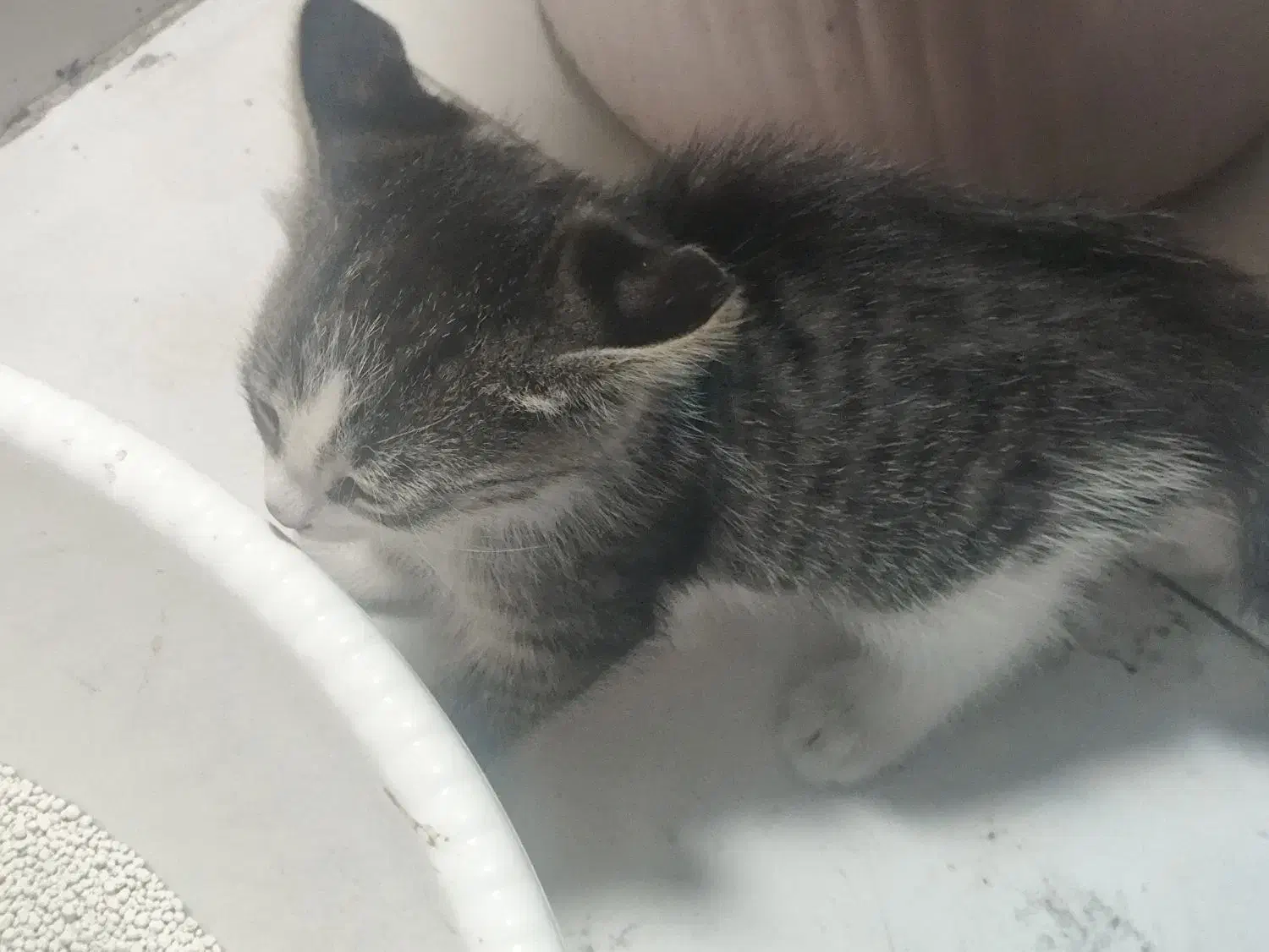 واگذاری بچه گربه|گربه|اندیشه, اندیشه فاز ۱|دیوار