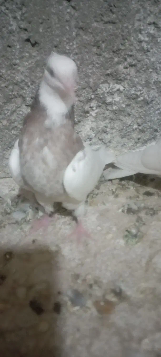 کبوتر|پرنده|سلامی, |دیوار