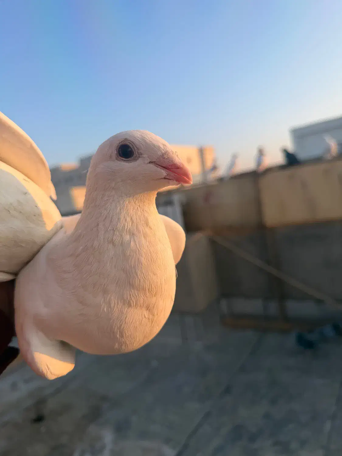 شامی مسافتی سفید|پرنده|سهند, |دیوار