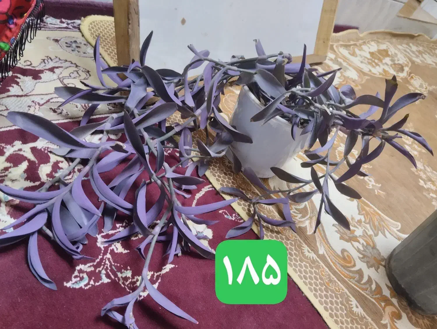 گل طبیعی خونگی شاداب|گل و گیاه طبیعی|قائن, |دیوار