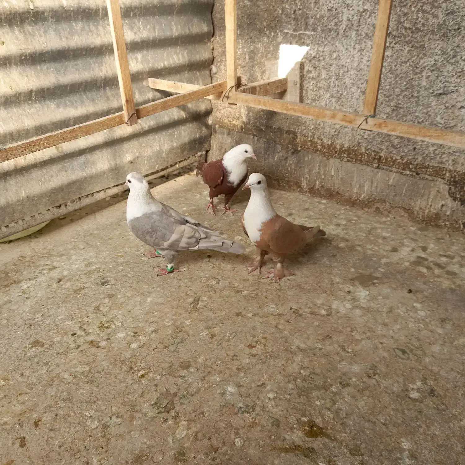 سه تا کلاغ مقبول|پرنده|تربت‌حیدریه, مسجد جامع|دیوار