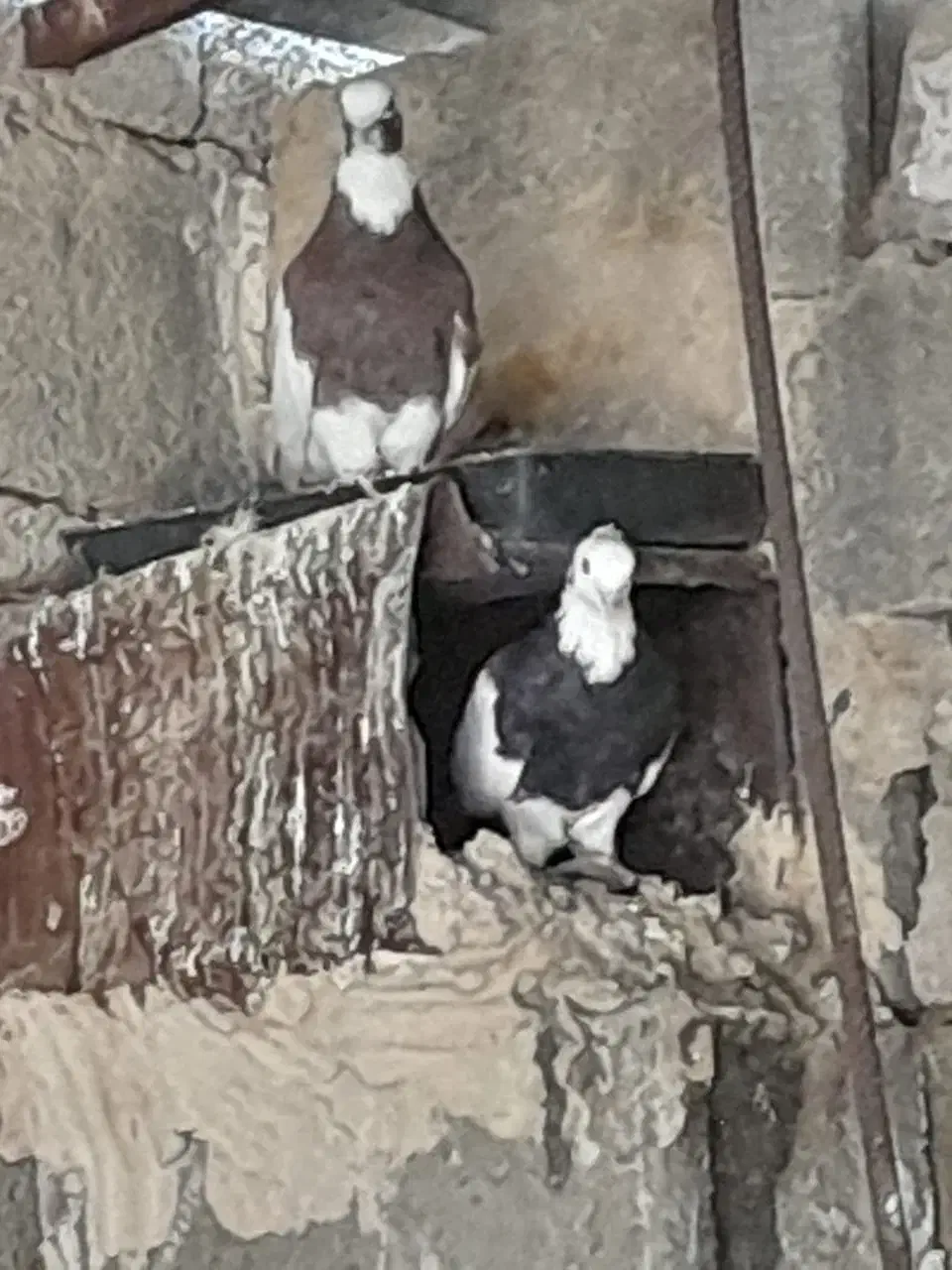 طوقی|پرنده|میمند, |دیوار