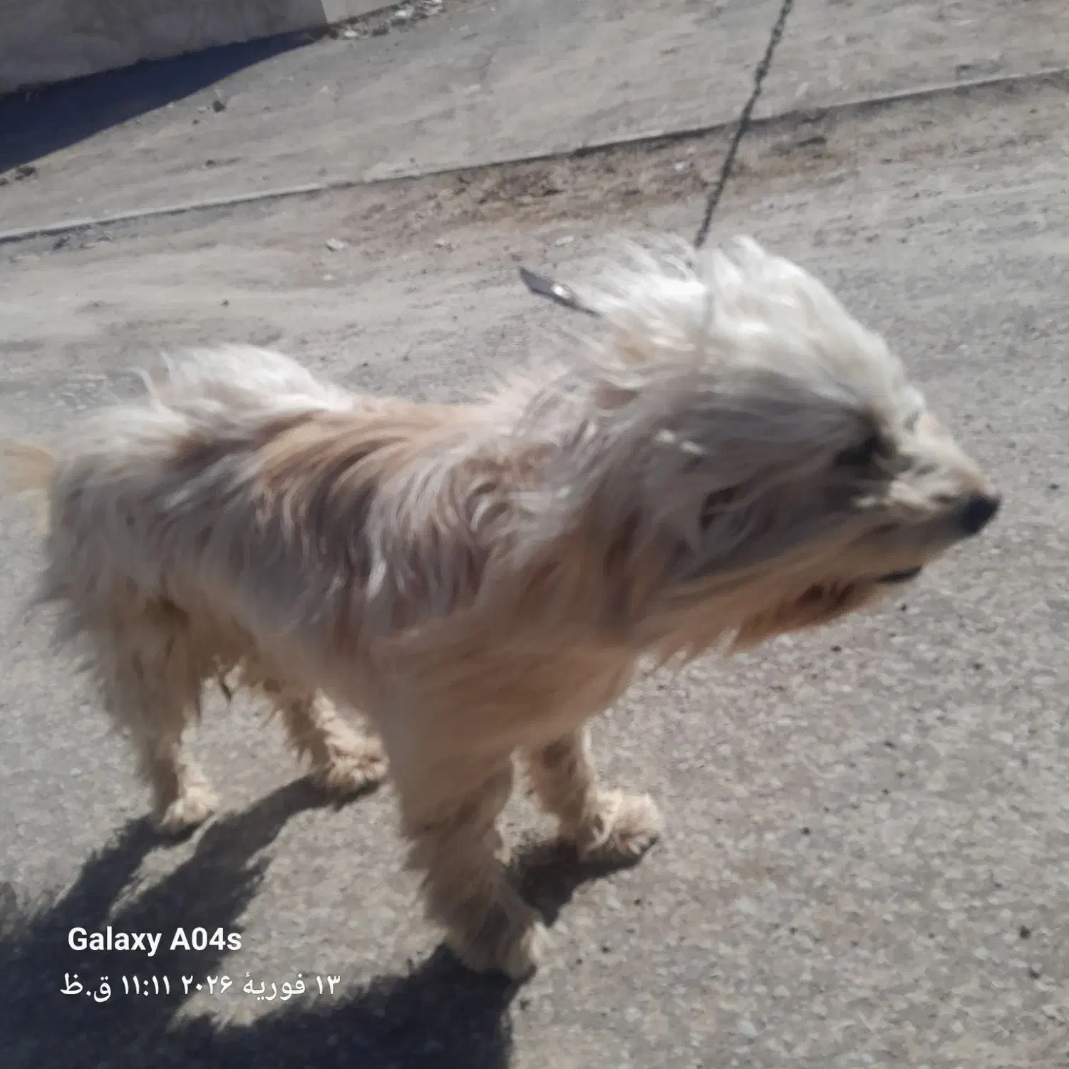 سگ پشمالو|سگ|تربتحیدریه, پائین ولایت|دیوار