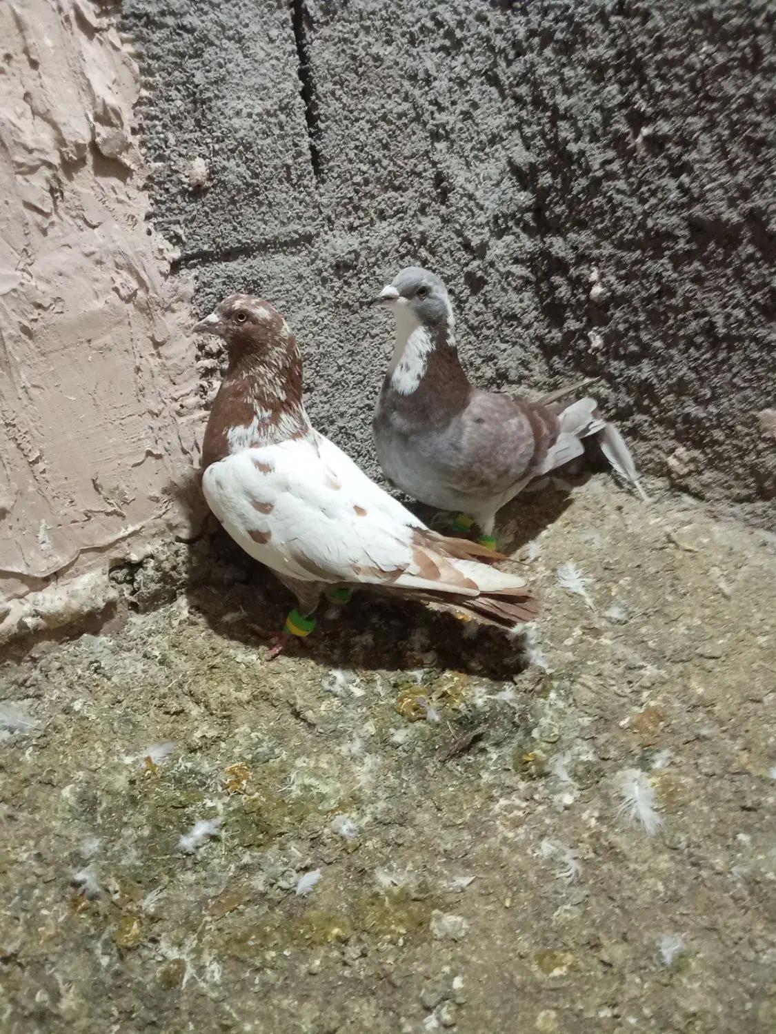 کفتر|پرنده|نیشابور, مازول|دیوار