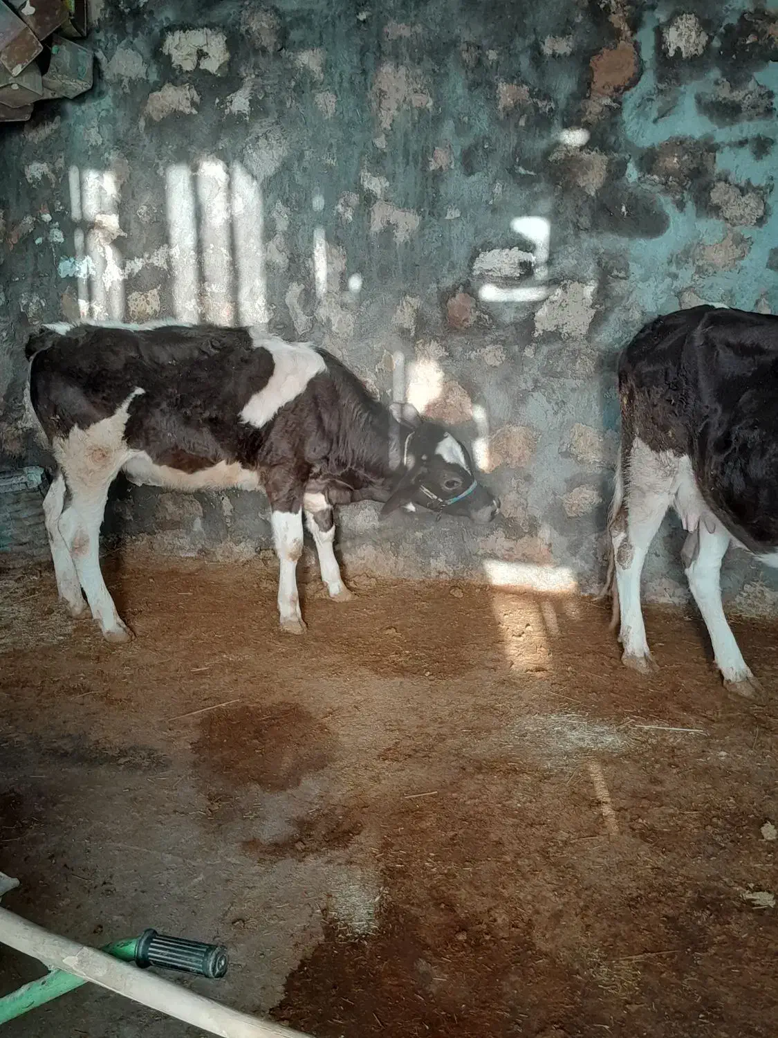 گاو و گوساله  جوان|حیوانات مزرعه|پلدختر, |دیوار