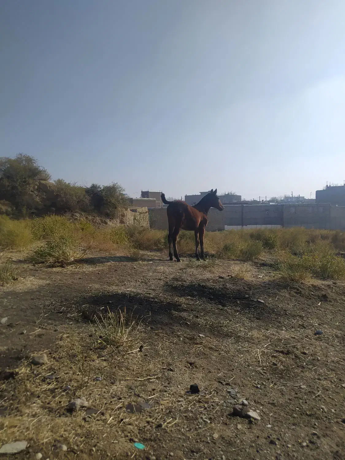 کره مادیان نوه سیوان فیضی بوکان|اسب و تجهیزات اسبسواری|میاندوآب, |دیوار