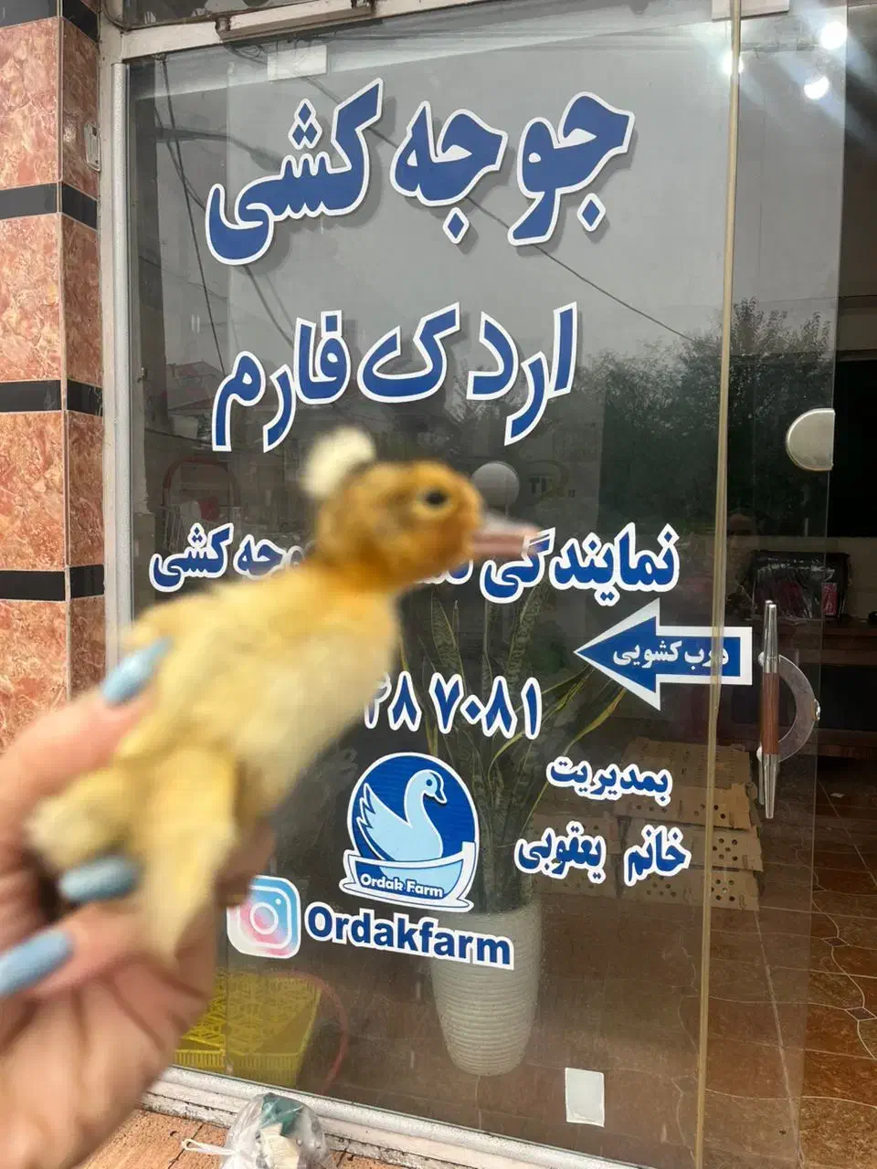 فروشگاه اردک فارم انواع جوجه گلپایگان اردک پکنی|حیوانات مزرعه|سنگر, |دیوار