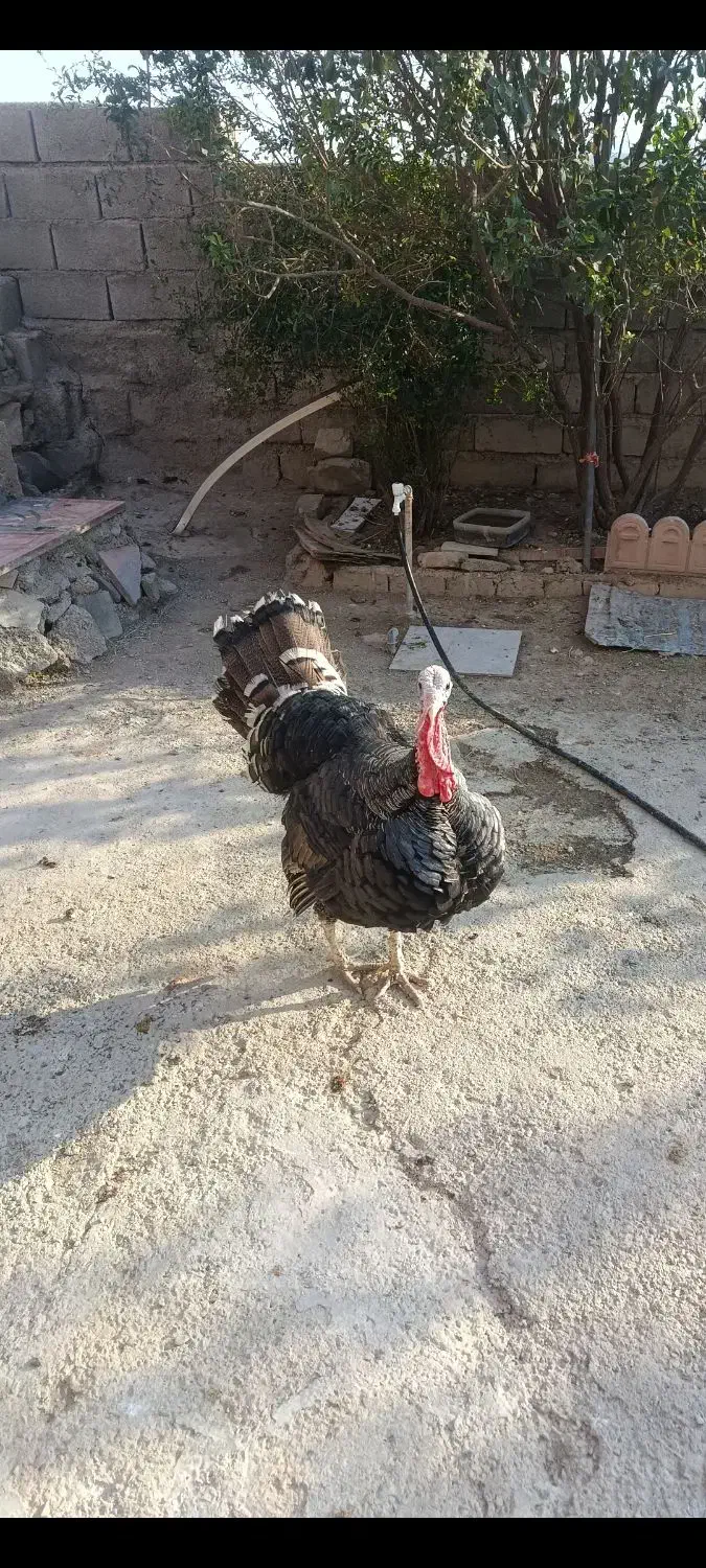 بوقلمون محلی|حیوانات مزرعه|آبدانان, |دیوار