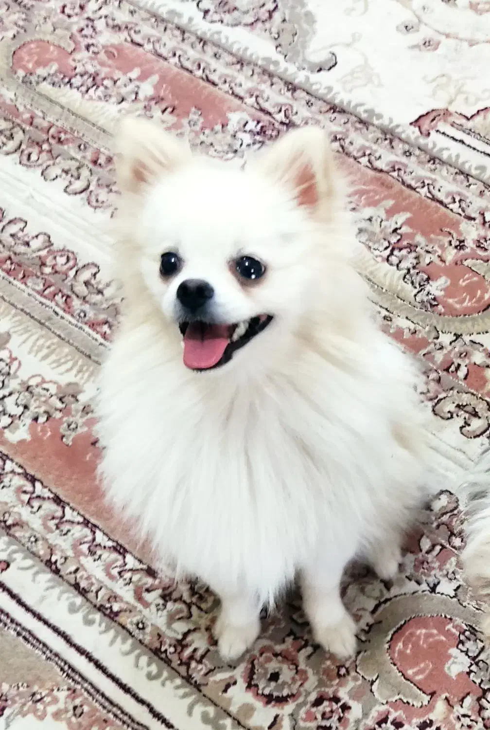 پامر|سگ|رودسر, |دیوار