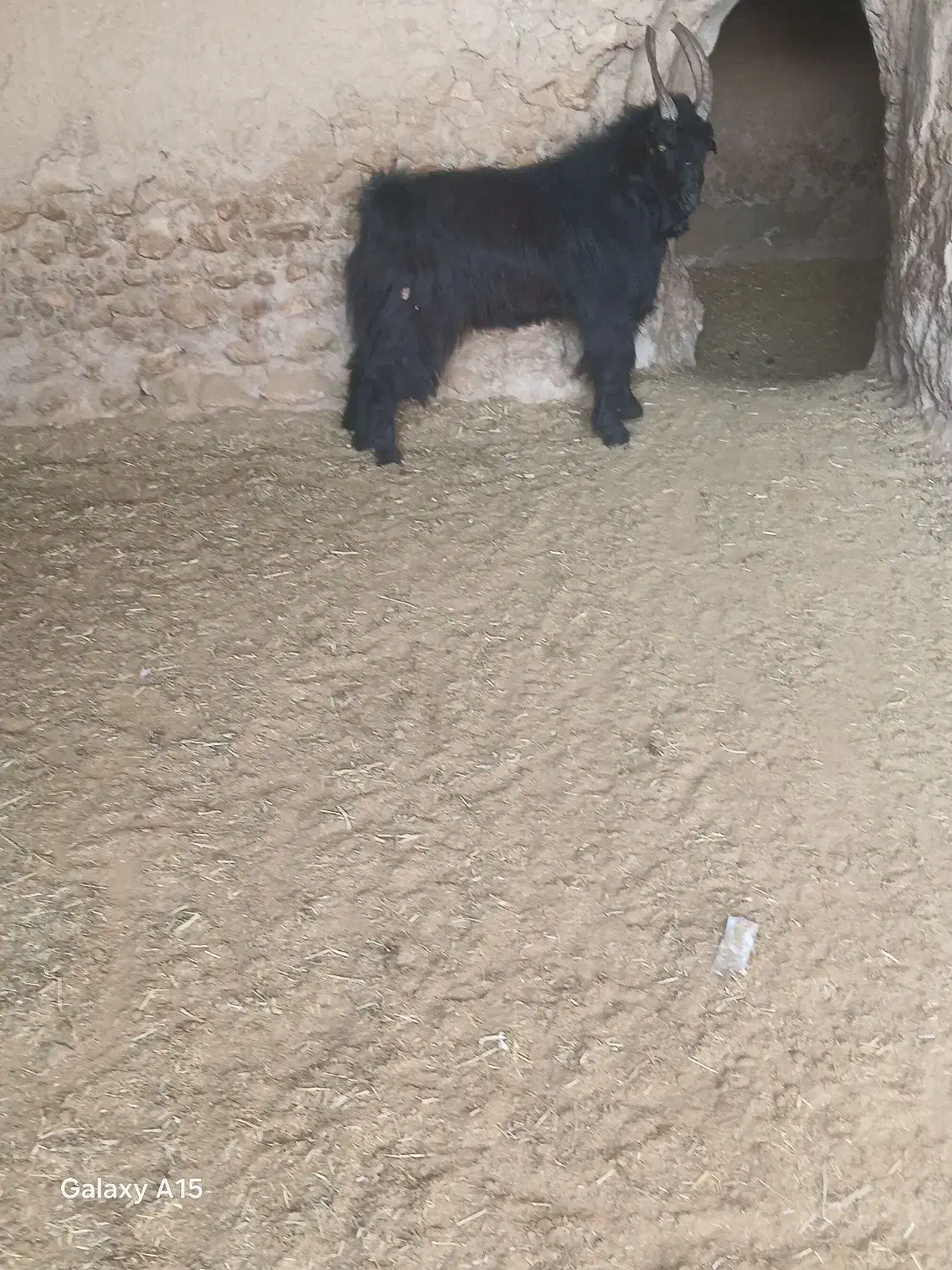 یه راس بزغاله ترکی|حیوانات مزرعه|فامنین, |دیوار