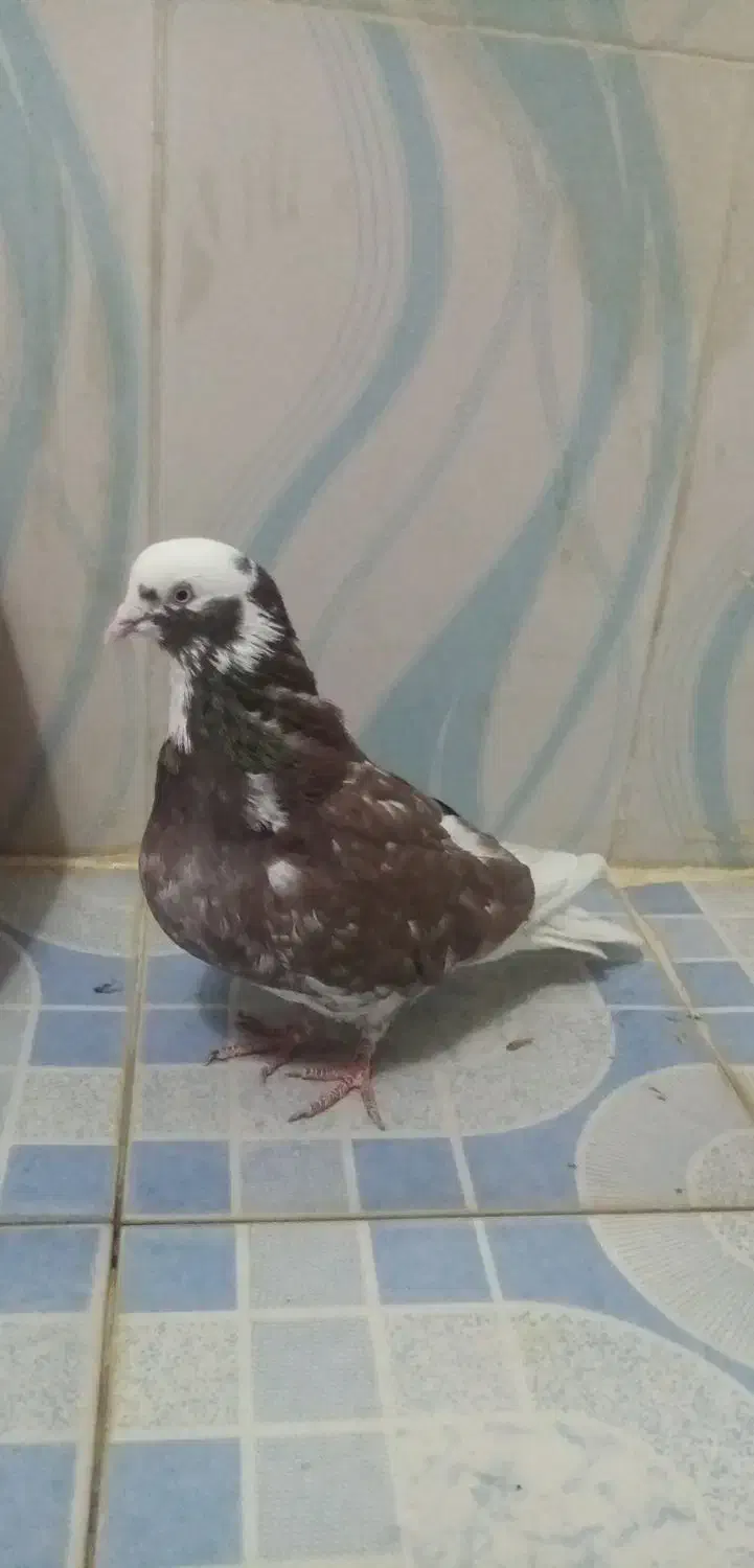 کبوتر قلاقی|پرنده|ملایر, |دیوار